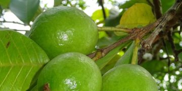 Air Rebusan Daun Jambu Biji Ampuh Menurunkan Gula Darah, Cek Manfaatnya di Sini