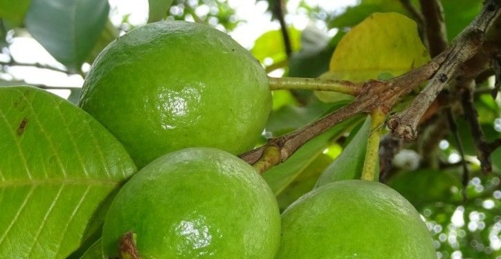 Air Rebusan Daun Jambu Biji Ampuh Menurunkan Gula Darah, Cek Manfaatnya di Sini