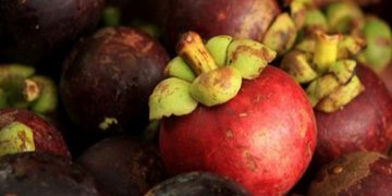 Baik untuk Daya Tahan Tubuh Ibu Hamil, Cukup Konsumsi Buah Manggis, Ini Manfaat yang Perlu Diketahui