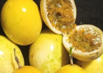 Berlebihan Konsumsi Markisa Tidak Baik untuk Pencernaan! Cek Efek Samping Lainnya