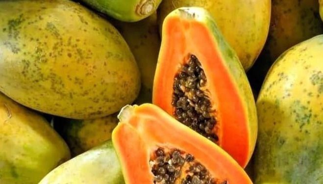 Buah Pepaya Kaya Vitamin A, Cek Manfaat di Sini! Ampuh Meningkatkan Kekebalan Tubuh