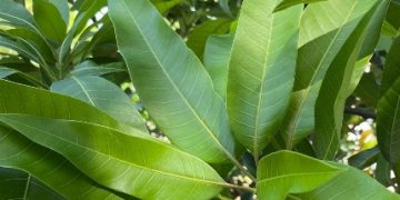 Cek Manfaat Ini, Daun Mangga Bisa Jadi Obat Diare, Baik untuk Tubuh