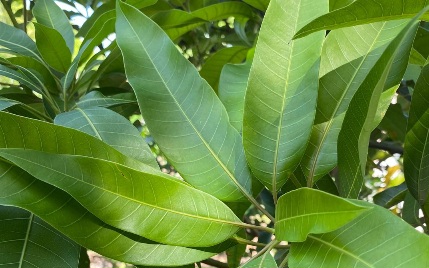 Cek Manfaat Ini, Daun Mangga Bisa Jadi Obat Diare, Baik untuk Tubuh