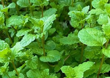 Cek Sekarang! Daun Mint Bisa Mengatasi Kulit Berminyak, Ini Manfaat Lainnya
