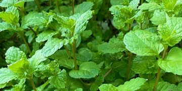 Cek Sekarang! Daun Mint Bisa Mengatasi Kulit Berminyak, Ini Manfaat Lainnya