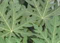 Cek di Sini! Efek Samping Lain Daun Pepaya, Bisa Sebabkan Alergi