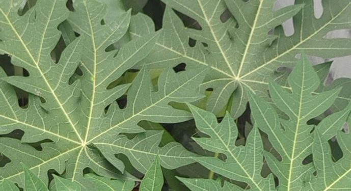 Cek di Sini! Efek Samping Lain Daun Pepaya, Bisa Sebabkan Alergi