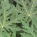 Cek di Sini! Efek Samping Lain Daun Pepaya, Bisa Sebabkan Alergi
