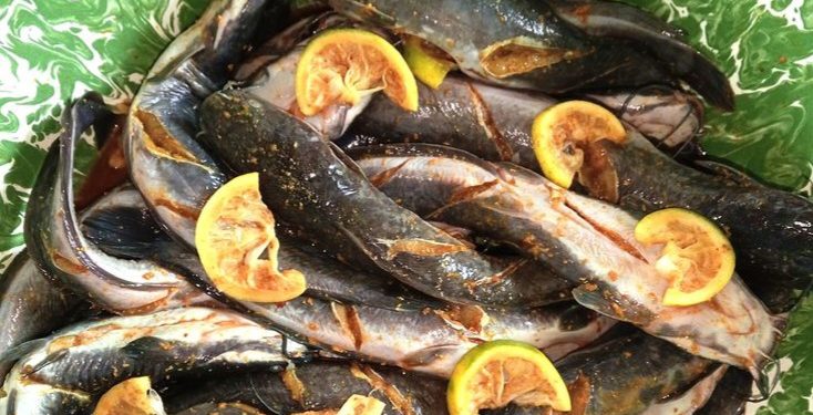 Manfaat Ikan Lele untuk Kesehatan, Salah Satunya Dapat Mencegah Anemia