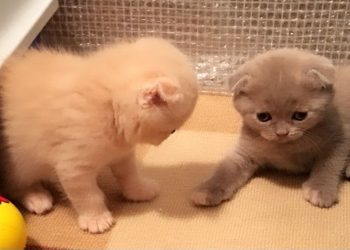 Wajib Tahu! Ini Penyebab Kucing Tidak Ingin Makan, Salah Satunya Karena Stres