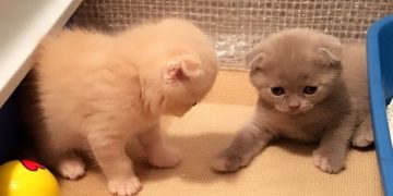 Wajib Tahu! Ini Penyebab Kucing Tidak Ingin Makan, Salah Satunya Karena Stres