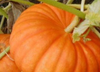 Makin Cantik Alami, Cek Manfaat Labu Kuning, Ampuh Melembapkan Kulit