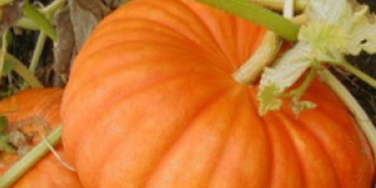 Makin Cantik Alami, Cek Manfaat Labu Kuning, Ampuh Melembapkan Kulit