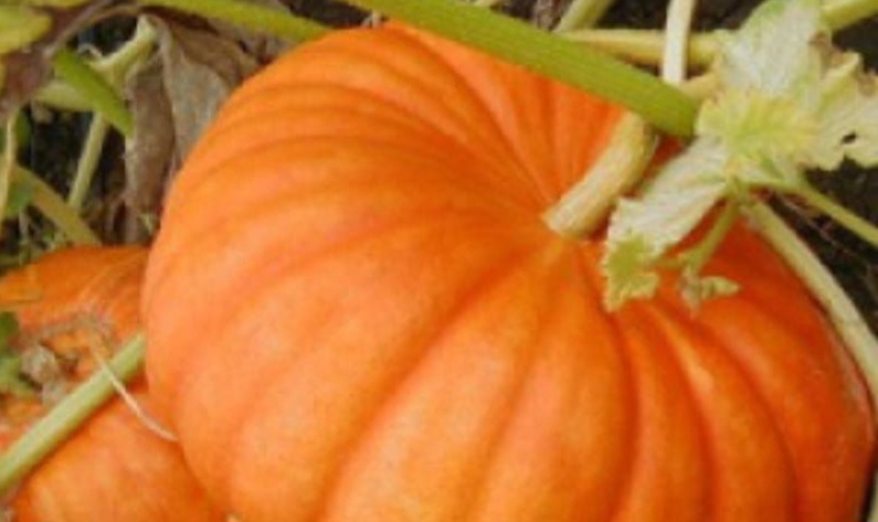 Makin Cantik Alami, Cek Manfaat Labu Kuning, Ampuh Melembapkan Kulit