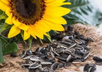 Berlebihan Konsumsi Kuaci Bisa Sebabkan Alergi, Cek Efek Samping di Sini