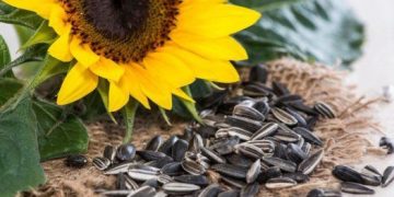 Berlebihan Konsumsi Kuaci Bisa Sebabkan Alergi, Cek Efek Samping di Sini