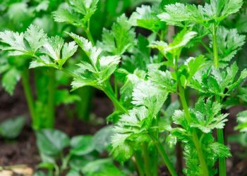 Cek di Sini! Ampuh Membantu Detoksifikasi, Ini Manfaat Seledri untuk Perawatan Kulit