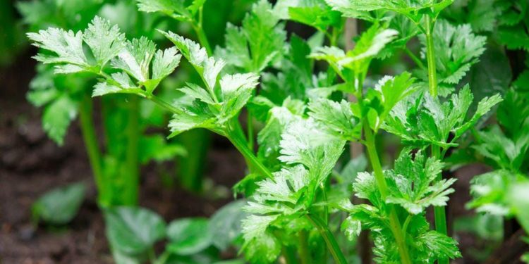 Cek di Sini! Ampuh Membantu Detoksifikasi, Ini Manfaat Seledri untuk Perawatan Kulit