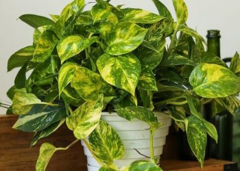 Tanaman Hias Ini Cocok Ada di Rumah, Mudah Dirawat dan Gak Ribet