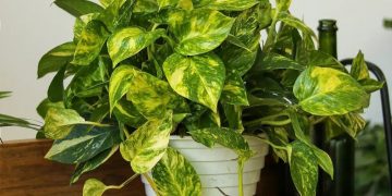 Tanaman Hias Ini Cocok Ada di Rumah, Mudah Dirawat dan Gak Ribet