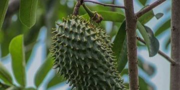 Cek Manfaat Lainnya di Sini, Buah Sirsak Baik untuk Tekanan Darah