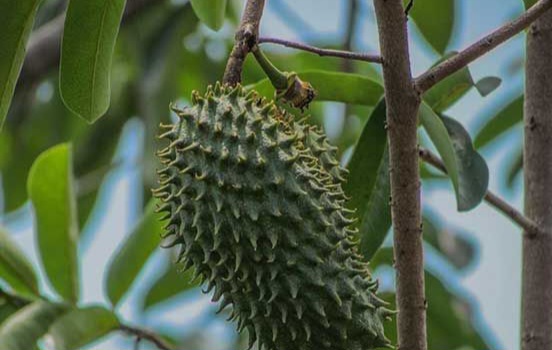 Cek Manfaat Lainnya di Sini, Buah Sirsak Baik untuk Tekanan Darah