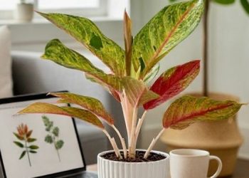 Cocok Dirawat di Rumah, Ini Tanaman Tanpa Bunga yang Perlu Diketahui