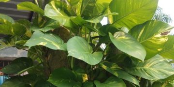 5 Tanaman yang Tidak Perlu Sinar Matahari, Cek di Sini! Cocok Ditanam di Dalam Rumah