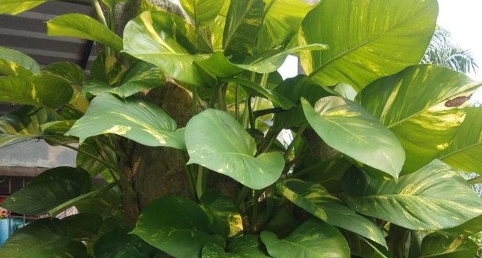 5 Tanaman yang Tidak Perlu Sinar Matahari, Cek di Sini! Cocok Ditanam di Dalam Rumah