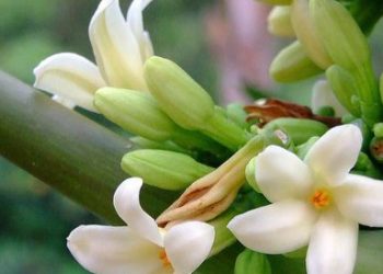Konsumsi Bunga Pepaya Berlebihan Tidak Baik untuk Tubuh, Cek Efek Samping di Sini