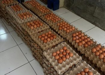Masih Tinggi, Harga Telur di Seluma Tembus Rp60 Ribu per Karpet, Ayam Potong Capai Rp45 Ribu
