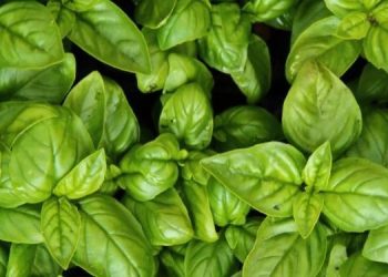 Kaya Akan Nilai Gizi, Ini Fakta tentang Daun Kemangi, Cek Sekarang