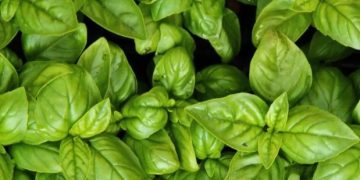 Kaya Akan Nilai Gizi, Ini Fakta tentang Daun Kemangi, Cek Sekarang