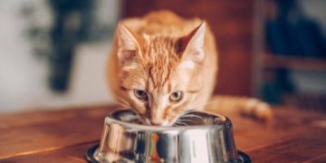 Ini Daftar Makanan yang Baik untuk Kucing, Salah Satunya Sayuran