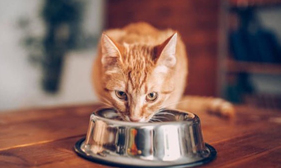 Ini Daftar Makanan yang Baik untuk Kucing, Salah Satunya Sayuran