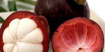 Bisa Mencegah Sembelit, Ini Manfaat Kulit Manggis bagi Kesehatan, Cek Sekarang