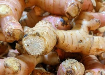 Ampuh Meredakan Nyeri, Cek Manfaat Lain Lengkuas untuk Kesehatan Tubuh di Sini