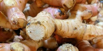 Ampuh Meredakan Nyeri, Cek Manfaat Lain Lengkuas untuk Kesehatan Tubuh di Sini