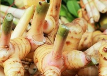 Ini Efek Samping dari Makan Lengkuas yang Jarang Diketahui, Hati-hati Berlebihan