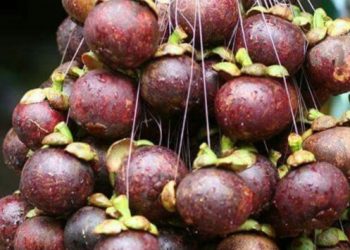Hati-hati Makan Manggis Berlebihan, Bisa Sebabkan Beberapa Efek Samping Ini