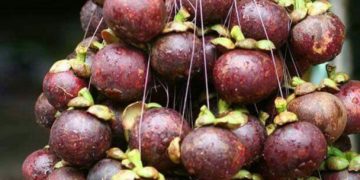Hati-hati Makan Manggis Berlebihan, Bisa Sebabkan Beberapa Efek Samping Ini