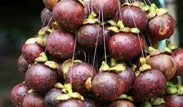Hati-hati Makan Manggis Berlebihan, Bisa Sebabkan Beberapa Efek Samping Ini