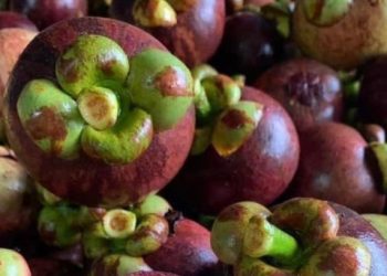 Buah Manggis Menawarkan Manfaat Ini! Dipercaya Dapat Menjaga Kesehatan Otak dan Mental