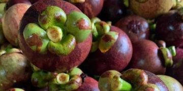 Buah Manggis Menawarkan Manfaat Ini! Dipercaya Dapat Menjaga Kesehatan Otak dan Mental