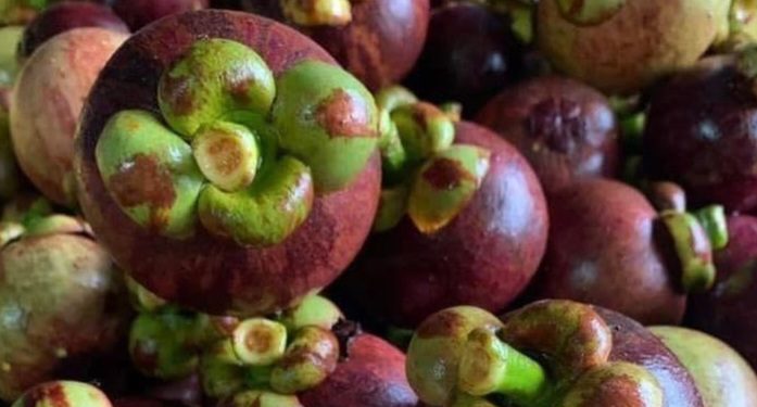 Buah Manggis Menawarkan Manfaat Ini! Dipercaya Dapat Menjaga Kesehatan Otak dan Mental