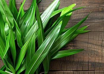 Cara Mudah Melembabkan Kulit, Cukup Pakai Masker Daun Pandan Ini, Cek Sekarang!