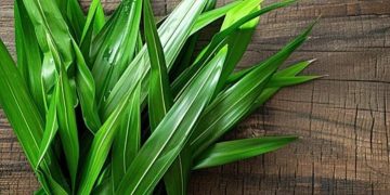 Cara Mudah Melembabkan Kulit, Cukup Pakai Masker Daun Pandan Ini, Cek Sekarang!