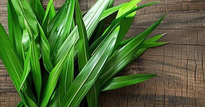 Cara Mudah Melembabkan Kulit, Cukup Pakai Masker Daun Pandan Ini, Cek Sekarang!