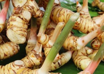 Sebagai Obat Herbal, Lengkuas Punya Manfaat Dapat Mengatasi Masalah Pernapasan, Cek di Sini