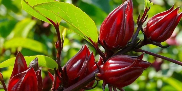 Perlu Tahu! Ini Manfaat Lain Bunga Rosella untuk Kecantikan, Ampuh Melembapkan Kulit
